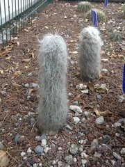 Cephalocereus senilis
