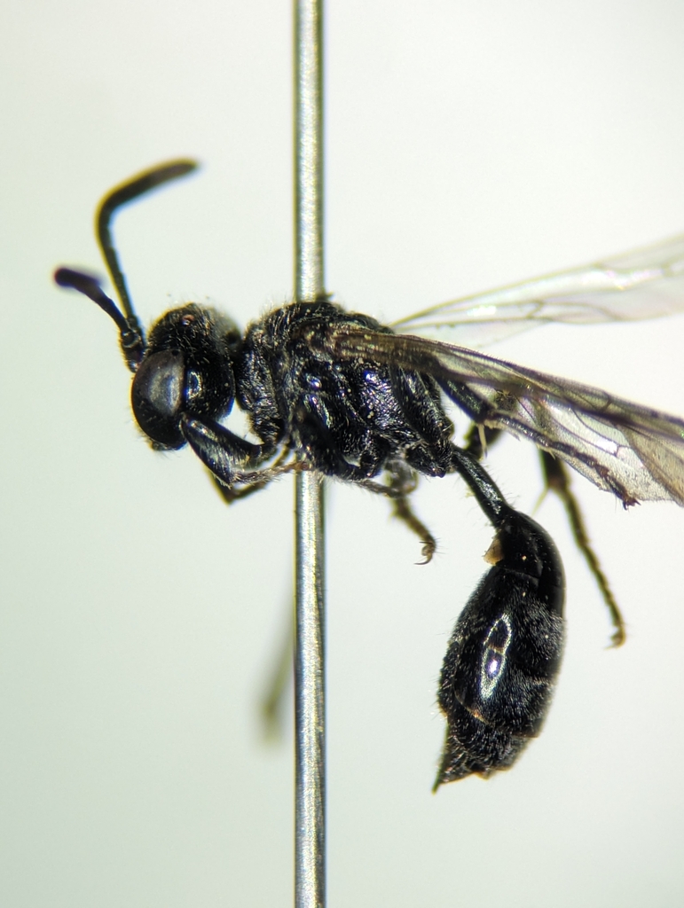 Mimumesa canadensis