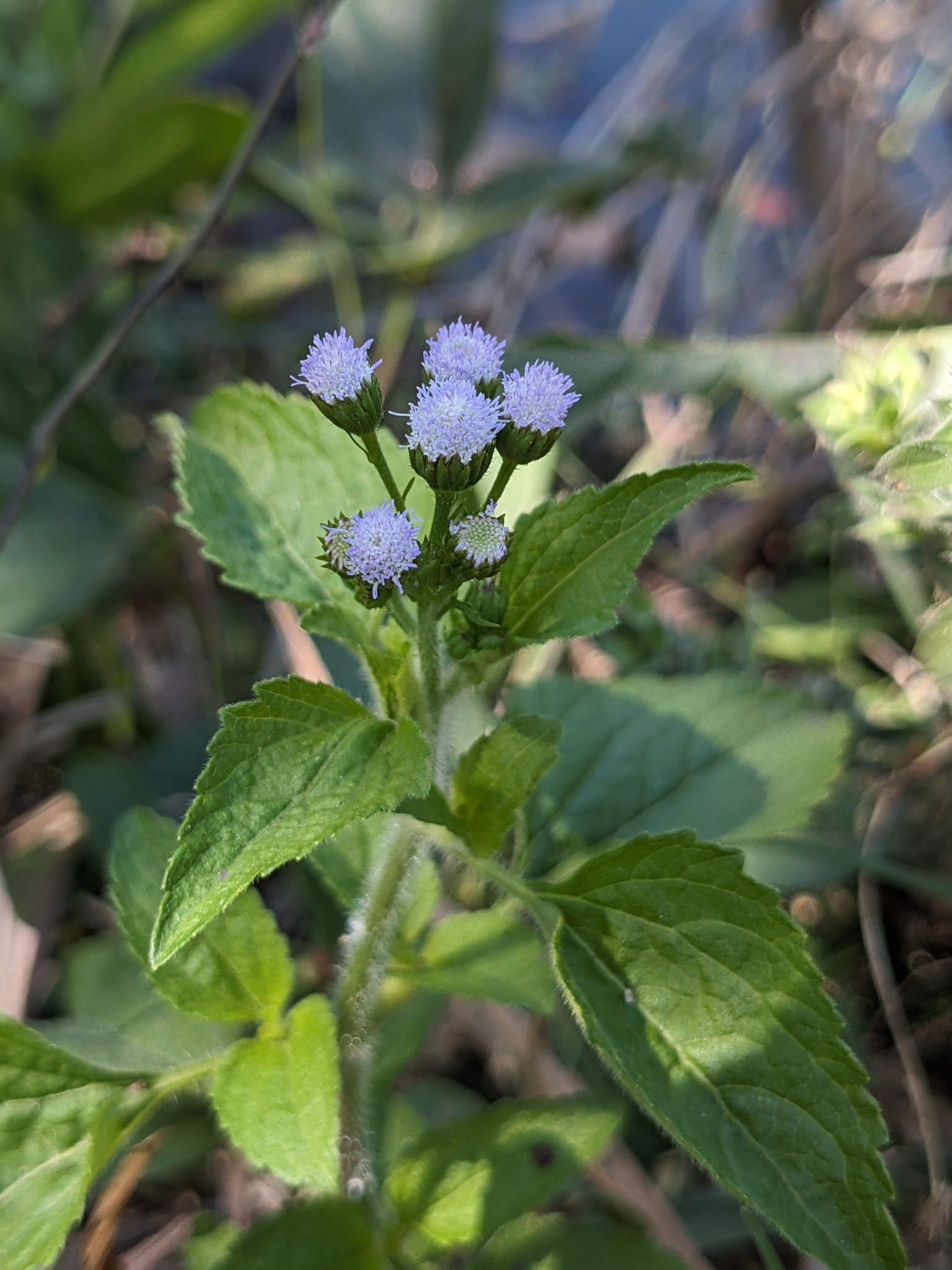 Herbe à bouc (Ageratum conyzoides) — photo 2