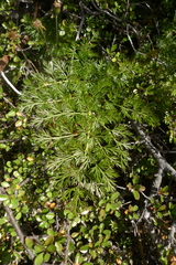Anisotome haastii