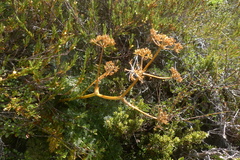 Anisotome haastii