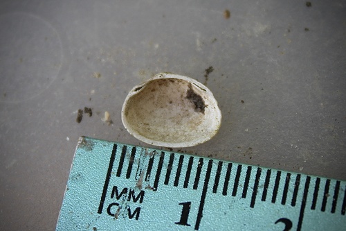 Striated Fingernailclam