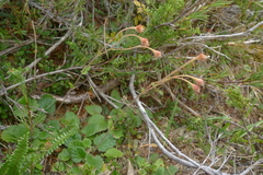 Geum cockaynei