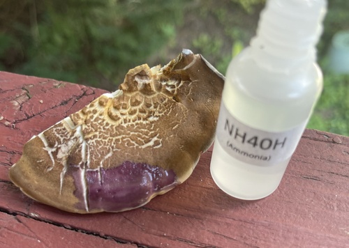 Laeticutis cristata (Schaeff.) Audet