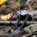 Entoloma callichroum - Photo (c) Kim Potapov, some rights reserved (CC BY-NC-SA), uploaded by Kim Potapov