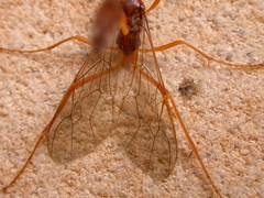 Enicospilus sausi