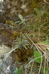 Celmisia laricifolia