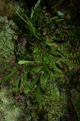 Notogrammitis crassior