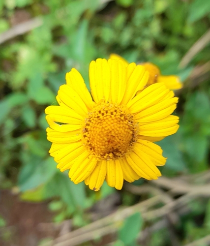 Spilanthes americana, 2023-08-25