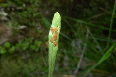 Notogrammitis crassior