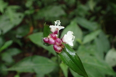 Tradescantia zanonia image