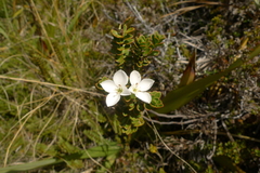 Veronica macrantha brachyphylla