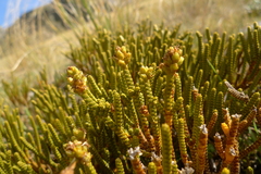 Veronica lycopodioides