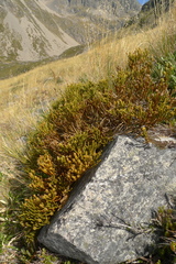 Veronica lycopodioides