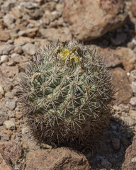 Echinomastus warnockii