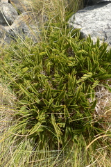 Aciphylla monroi
