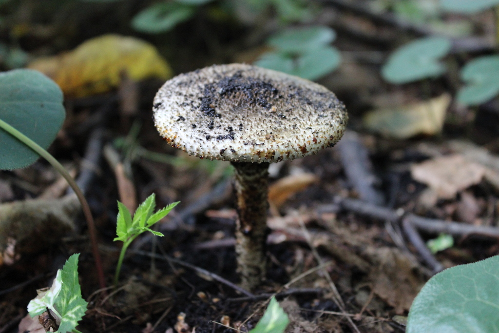 Echinoderma hystrix