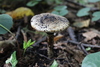 Echinoderma hystrix - Photo (c) Kim Potapov, some rights reserved (CC BY-NC-SA), uploaded by Kim Potapov
