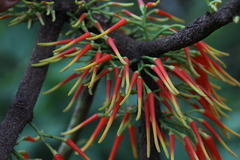 Psittacanthus ramiflorus