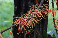 Psittacanthus ramiflorus