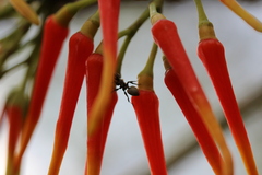 Psittacanthus ramiflorus