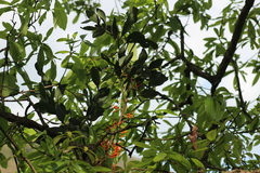 Psittacanthus ramiflorus