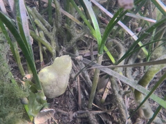 Phallusia mammillata