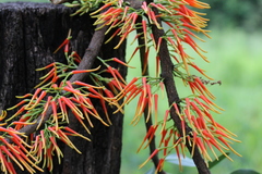 Psittacanthus ramiflorus