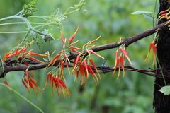 Psittacanthus ramiflorus