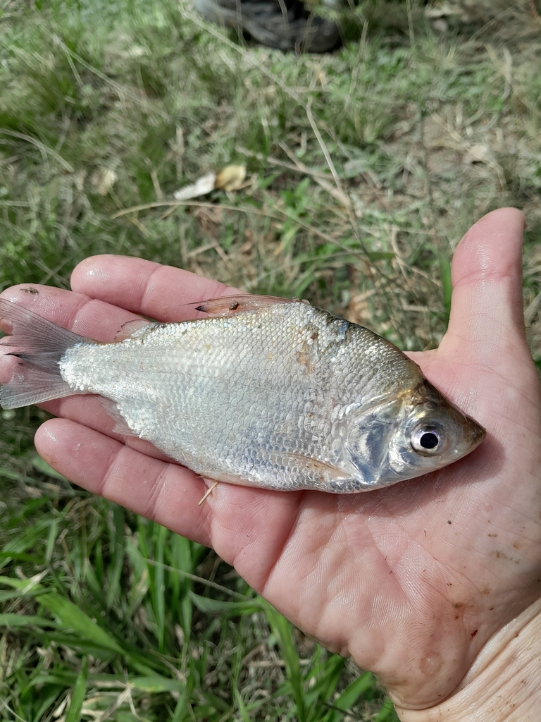 Psectrogaster curviventris