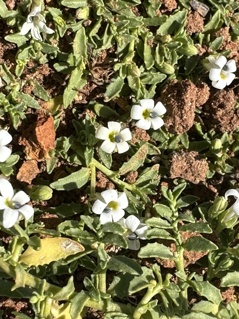 Lobelia darlingensis