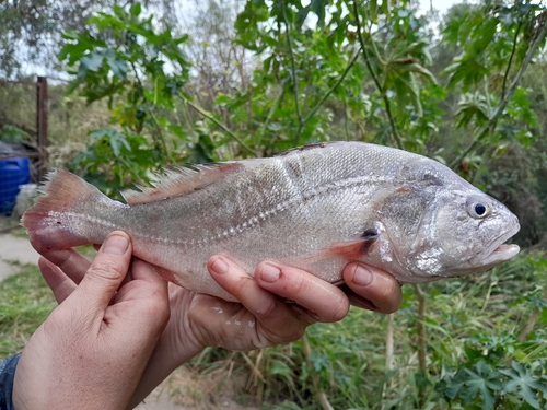 Ternetz' zoetwaterombervis (Plagioscion ternetzi) — Sciaenidae