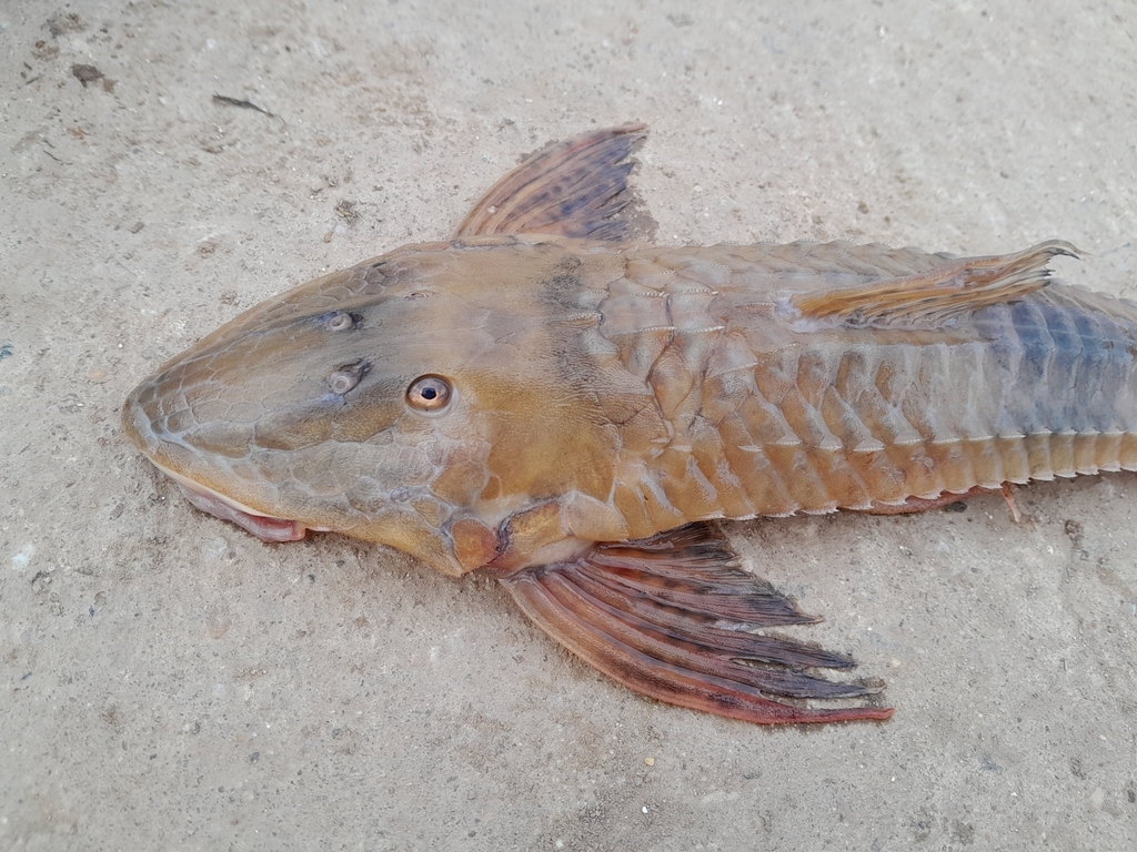 Brochiloricaria chauliodon