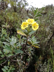 Columellia oblonga