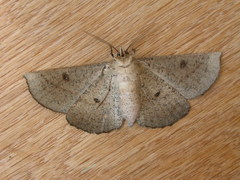 Phallaria ophiusaria