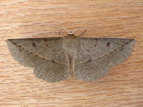 Phallaria ophiusaria Guenée, 1857