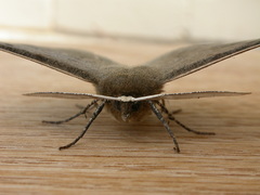 Phallaria ophiusaria