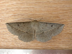 Phallaria ophiusaria