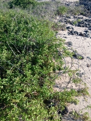 Cryptocarpus pyriformis