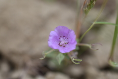 Eremalche parryi kernensis