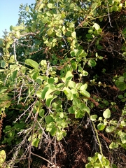 Cryptocarpus pyriformis