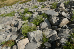 Hypolepis millefolium