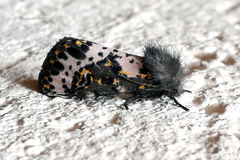 Xanthopastis timais