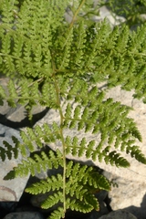 Hypolepis millefolium