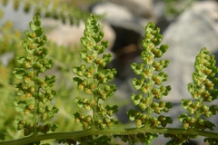 Hypolepis millefolium