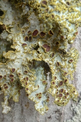 Yarrumia colensoi