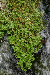 Epilobium macropus