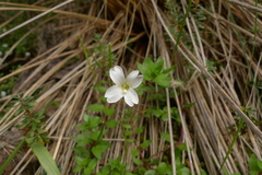Epilobium macropus