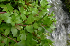 Epilobium macropus