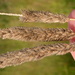 Foxtail Grasses - Photo (c) Matt Lavin, some rights reserved (CC BY-SA)